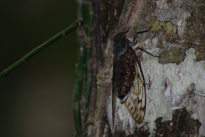 Pomponia linearis 