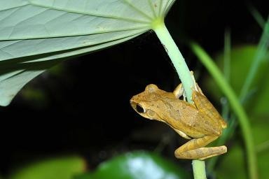 Polypedates megacephalus 