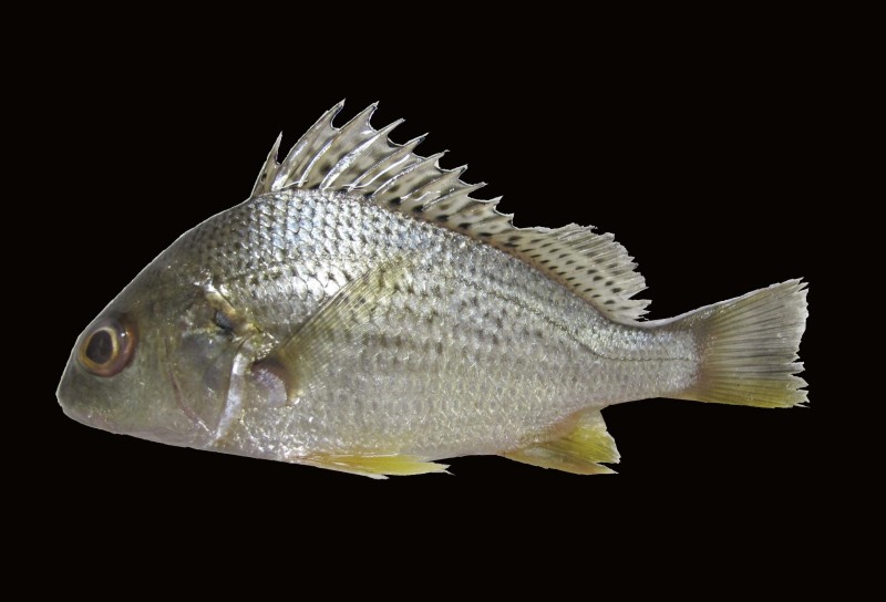 Pomadasys argenteus 厚鱸,銀石鱸,雞仔魚,石鱸