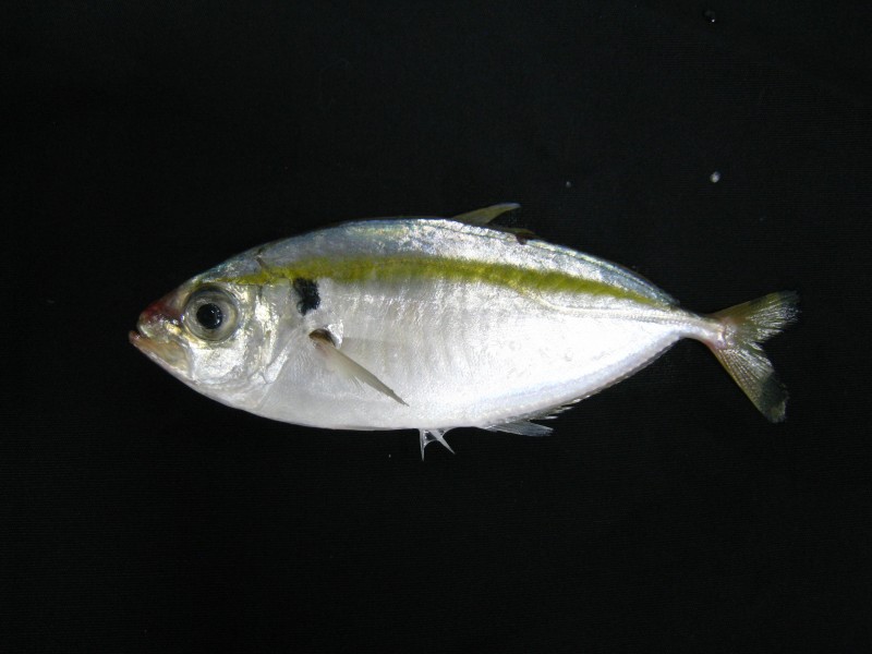 Selaroides leptolepis 目孔,細鰺,木葉鰺