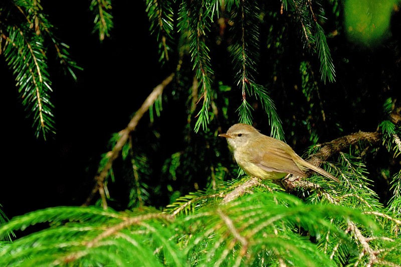 Cettia fortipes robusticeps 臺灣小鶯,小鶯