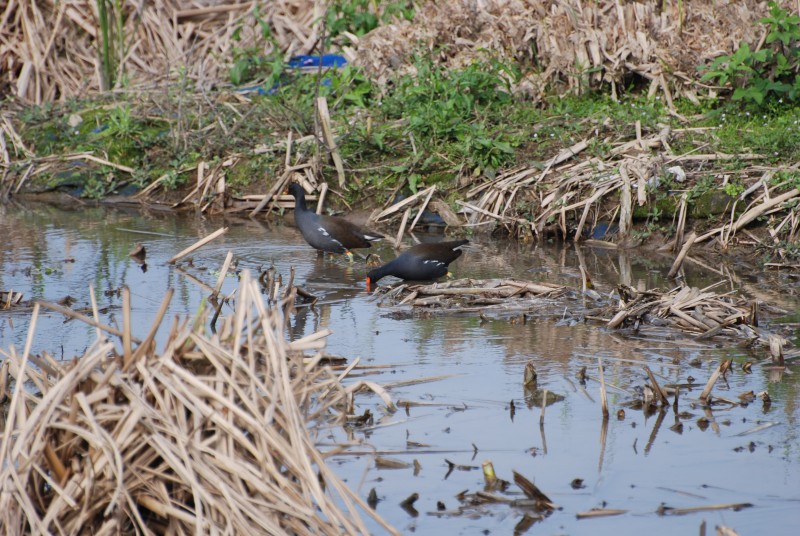 Gallinula chloropus chloropus 黑水雞,紅骨頂