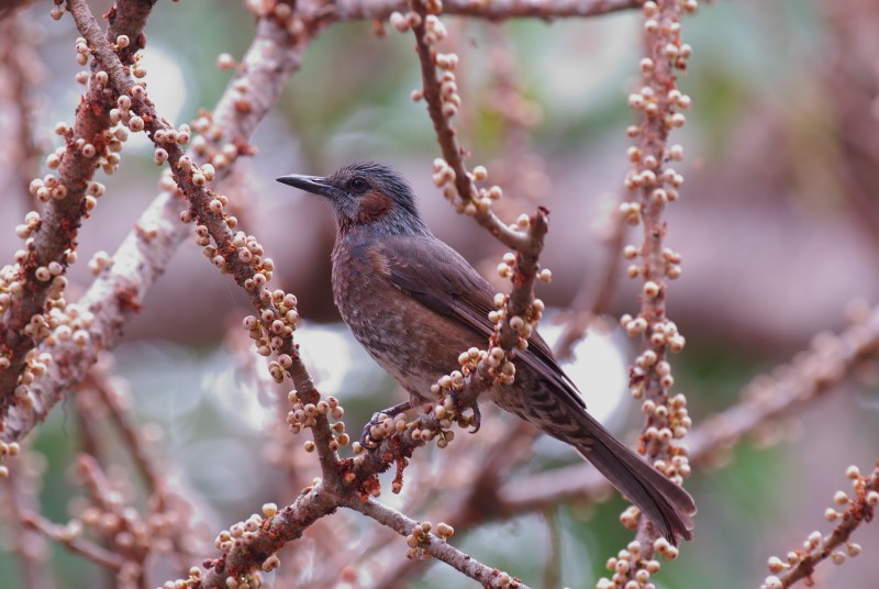 Ixos amaurotis harterti 栗耳短腳鵯