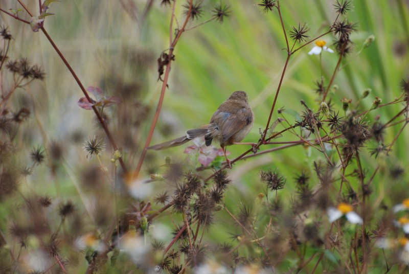 Prinia inornata flavirostris 純色鷦鶯,褐頭鷦鶯