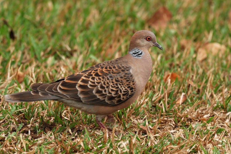 Streptopelia orientalis orii 金背鳩