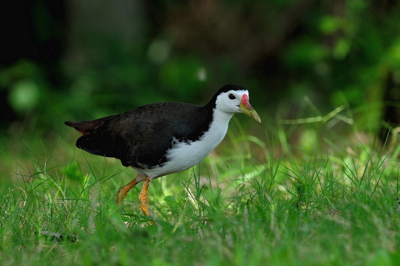 Amaurornis phoenicurus chinensis 白胸苦惡鳥