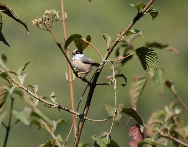 Aegithalos concinnus concinnus 紅頭長尾山雀