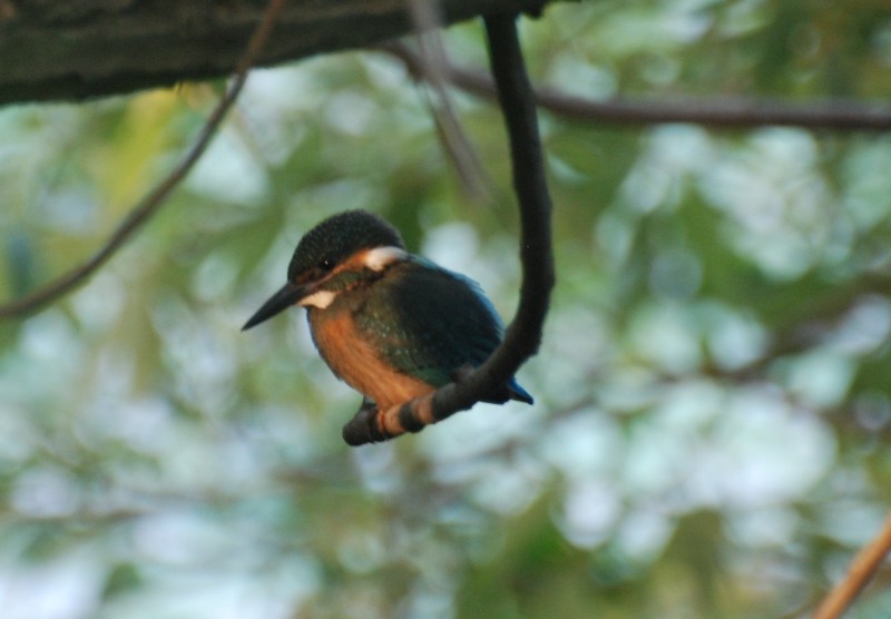 Alcedo atthis bengalensis 魚狗,翡翠