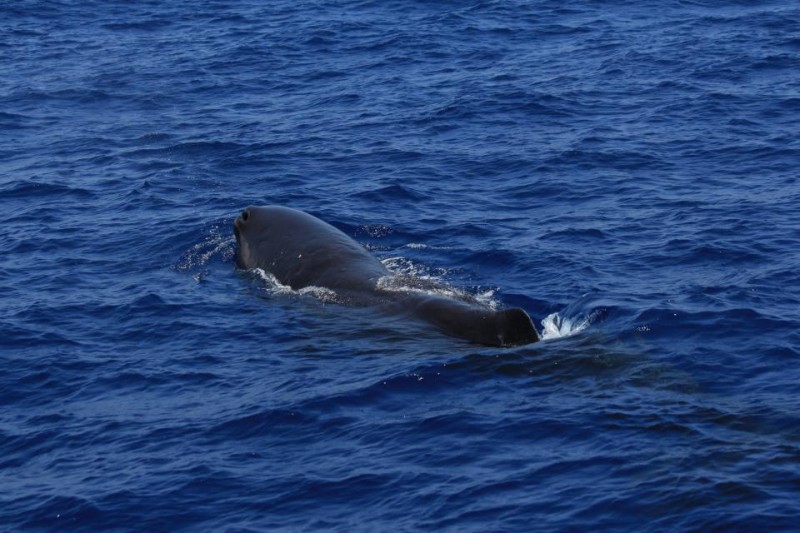 Physeter macrocephalus 