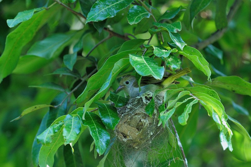 Yuhina zantholeuca griseiloris 綠鳳鶥,白腹鳳鶥