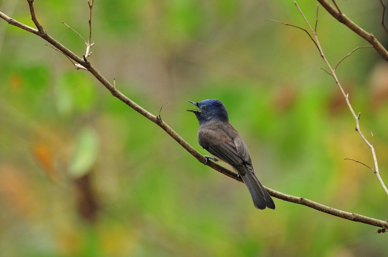 Hypothymis azurea oberholseri 黑枕王鶲,黑枕藍鶲