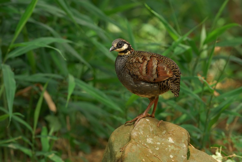 Arborophila crudigularis 深山竹雞