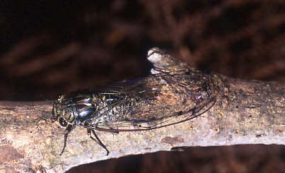 Meimuna opalifera 