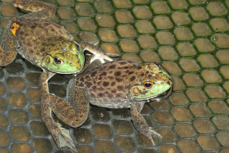 Lithobates catesbeianus 