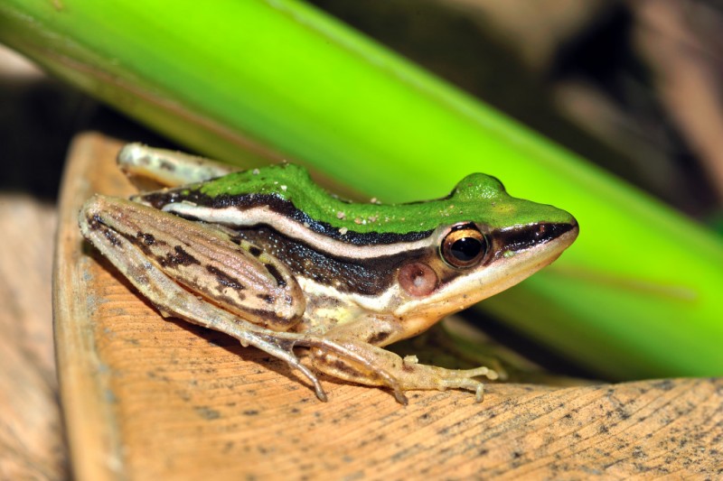 Hylarana taipehensis 