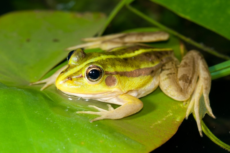 Pelophylax fukienensis 福建側褶蛙,福建金線蛙