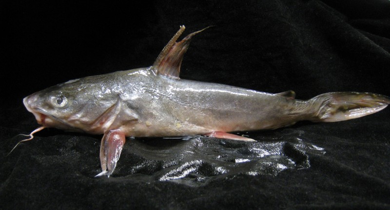 Arius maculatus 生仔魚,成仔魚,銀成,臭臊成,白肉成,成仔丁,鰻鯰