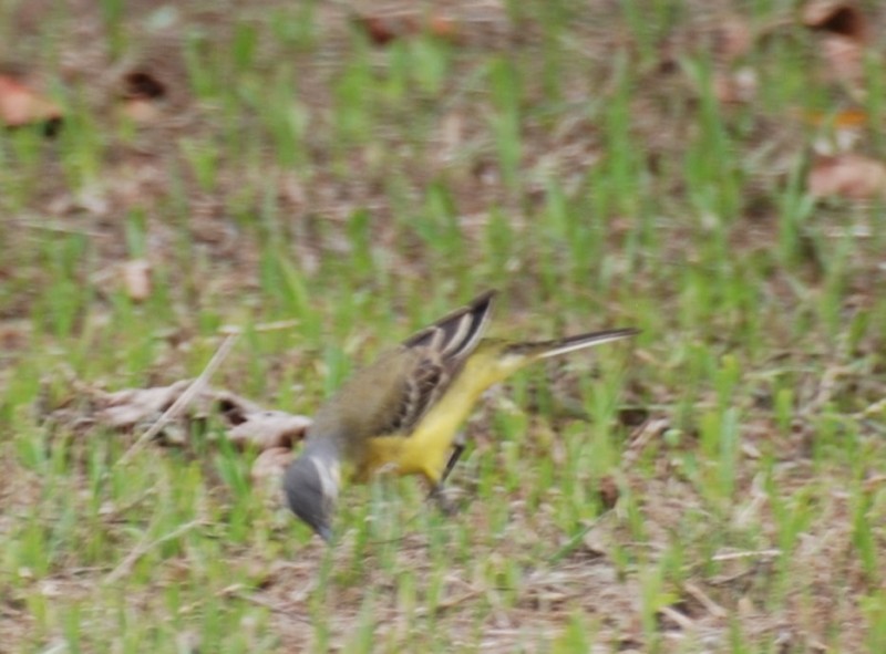 Motacilla flava simillima 東方黃鶺鴒,白眉黃鶺鴒,藍頭黃鶺鴒