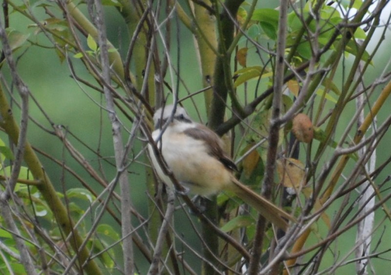 Lanius cristatus lucionensis 灰頭紅尾伯勞,紅尾伯勞