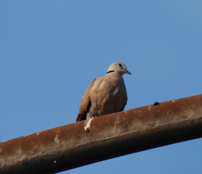 Streptopelia tranquebarica humili 火斑鳩