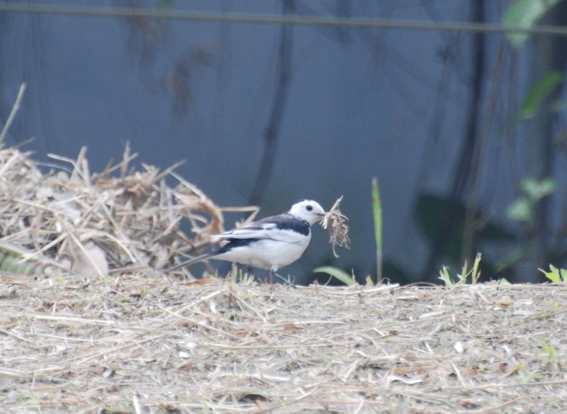 Motacilla alba leucopsis 白鶺鴒,白面白鶺鴒,白面黑背白鶺鴒