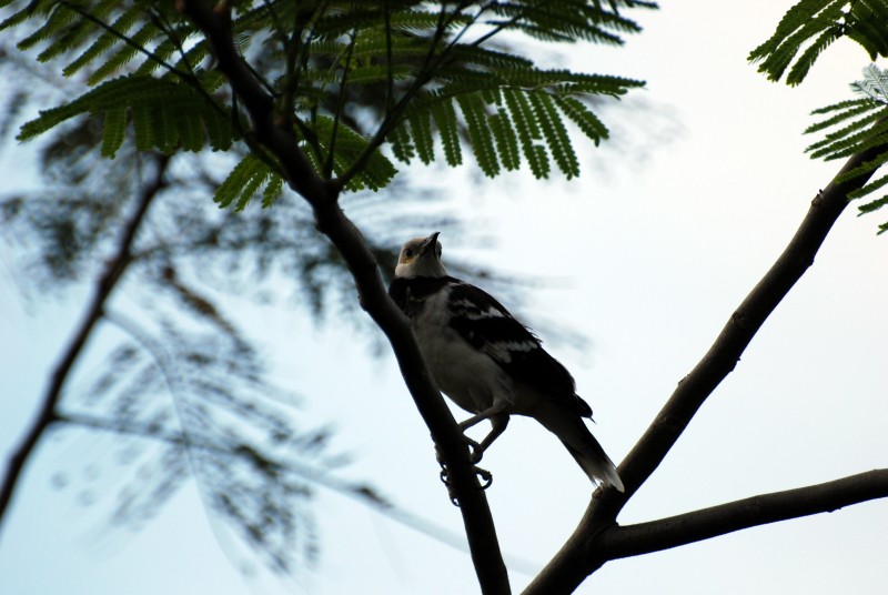 Gracupica nigricollis 烏領椋鳥,白頭椋鳥